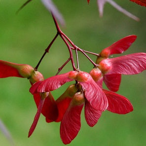 Japanese Maple plant