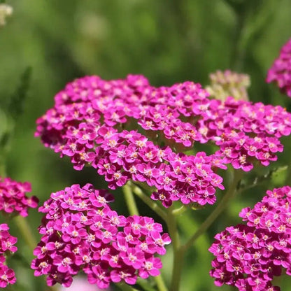 Queen Yarrow Achillea plant