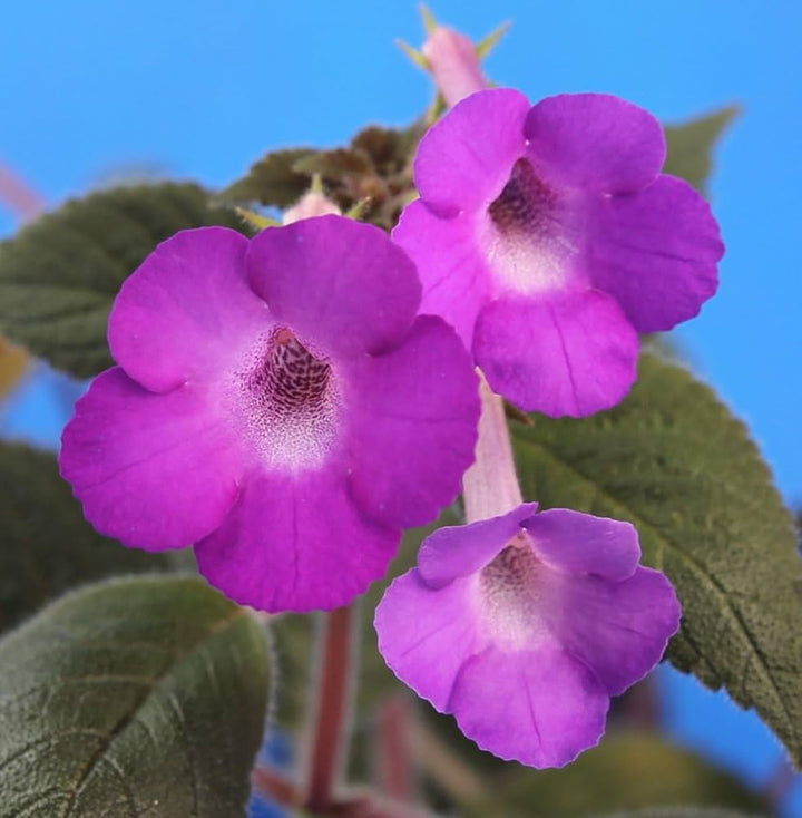 Achimenes Limoncello flower seeds
