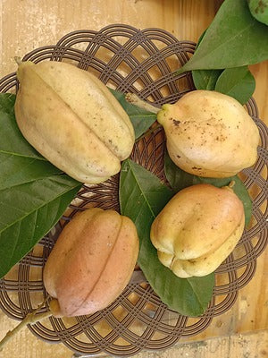 Cheese Ackee fruit tree with glossy green leaves and mature red fruit pods naturally opening to reveal cream-colored arils and shiny black seeds.