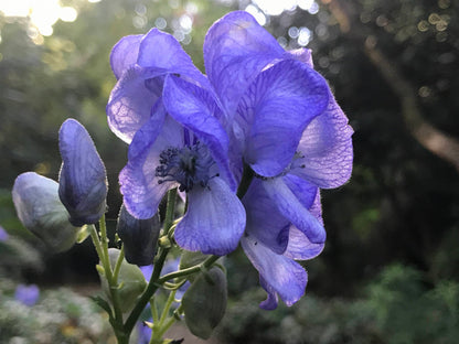 Monkshood (Aconitum napellus) displaying tall spikes of deep blue-violet, helmet-shaped flowers above deeply divided dark green foliage in a perennial garden.
