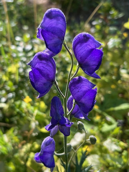 Monkshood (Aconitum napellus) displaying tall spikes of deep blue-violet, helmet-shaped flowers above deeply divided dark green foliage in a perennial garden.