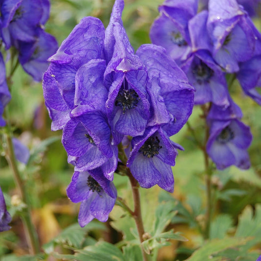 Violet Aconitum flower seeds