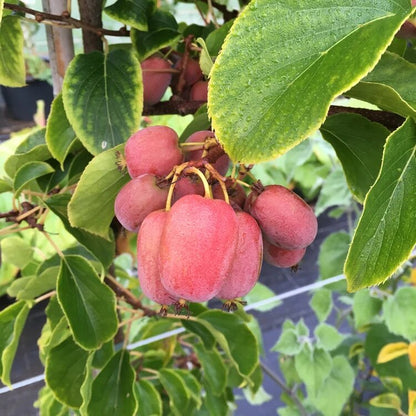 Pink Kiwi Fruit Seeds for Planting – Climbing Kiwi Vine