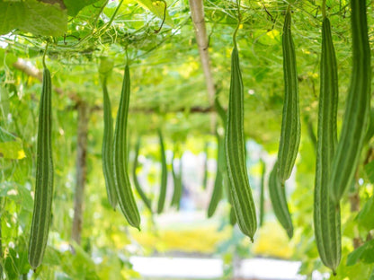 Angled Luffa Seeds for Planting – Heirloom Non-GMO Garden Seeds