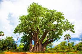 African Baobab Tree Adansonia digitata Tree Seeds for Planting – Heirloom Non-GMO Garden Seeds