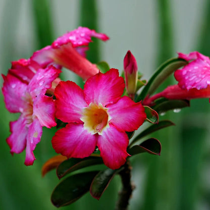 Mixed Adenium Obesum Flower Seeds for Planting – Heirloom Non-GMO Garden Seeds