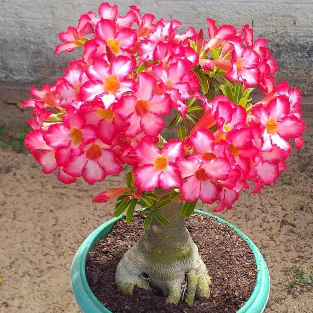 Adenium Arabicum flower seeds
