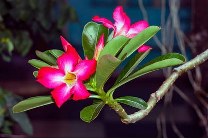 Adenium Desert Rose plant with vibrant flowers, glossy green leaves, and a thick sculptural stem growing in a decorative pot.