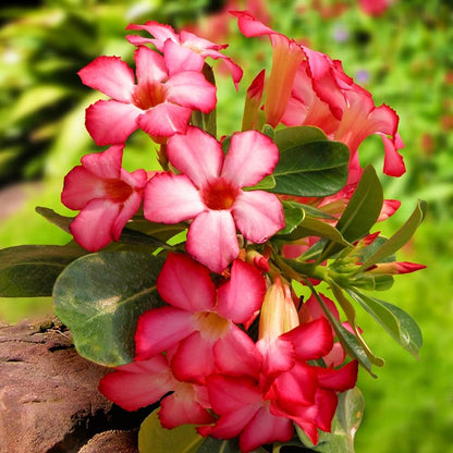 Adenium Desert flower seeds