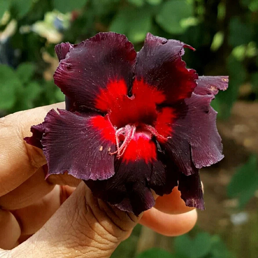 Adenium flower seeds