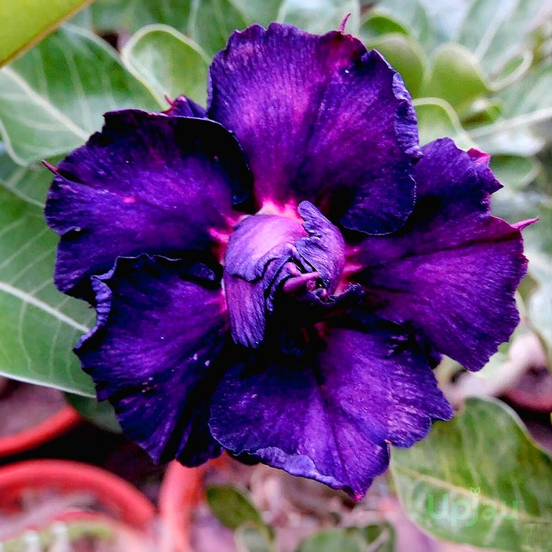Dark Purple flower seeds