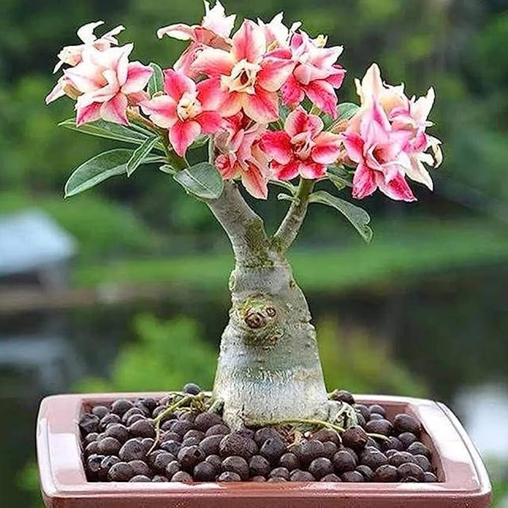Pink Yellow flower seeds