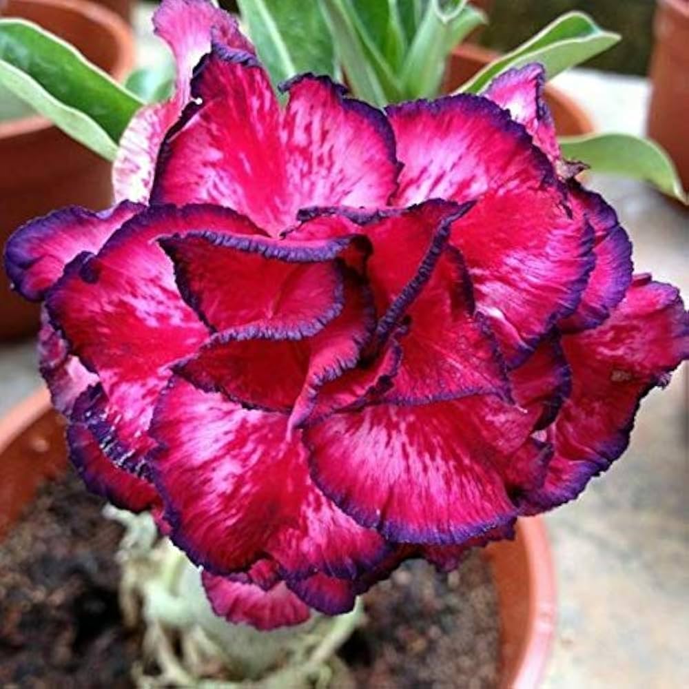 Red Black flower seeds
