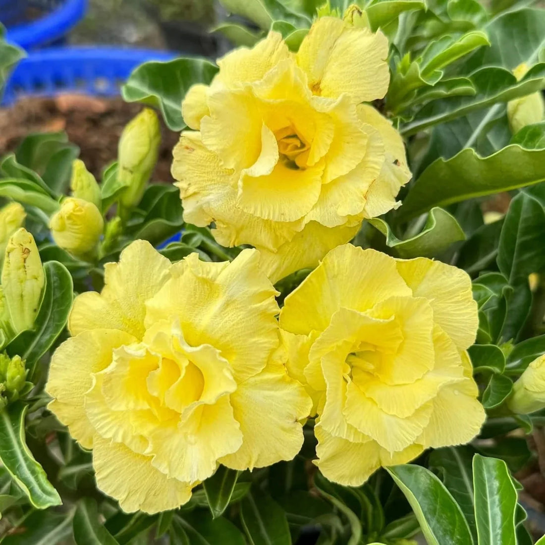 Yellow Adenium flower seeds