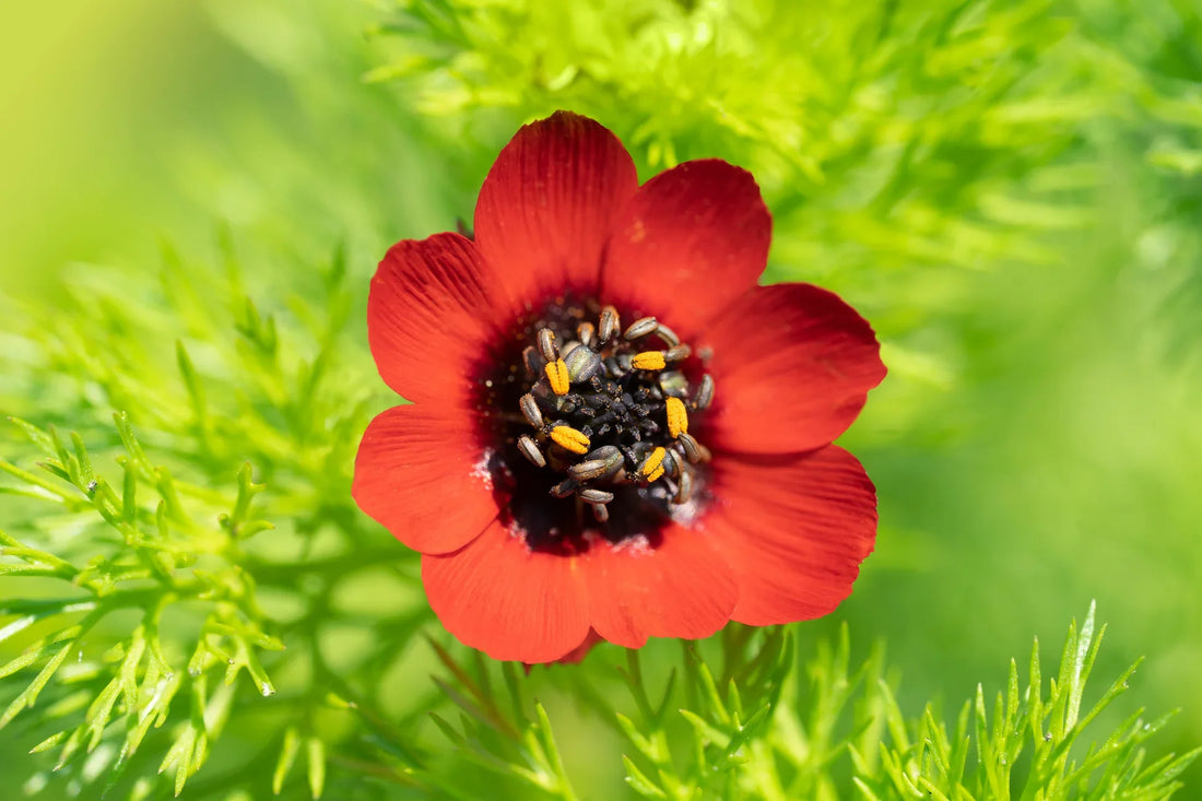 Adonis flower seeds