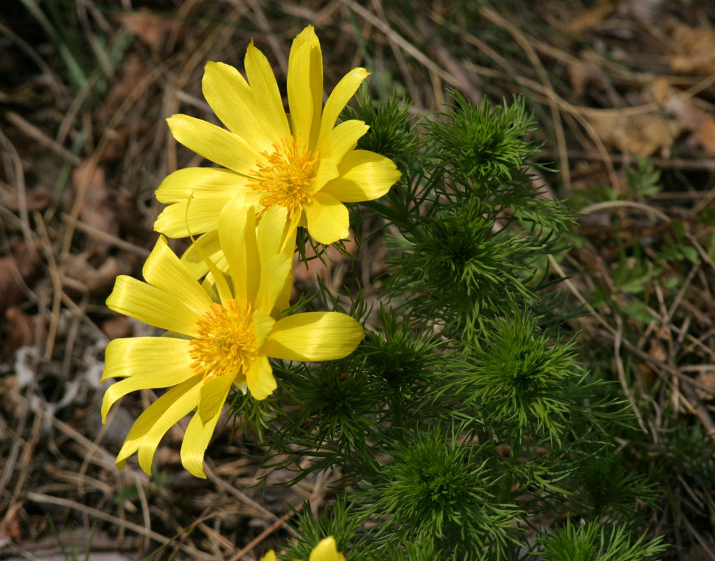 Spring Adonis (Adonis vernalis) showing bright yellow flowers and finely divided green foliage in a sunny, well-drained garden.