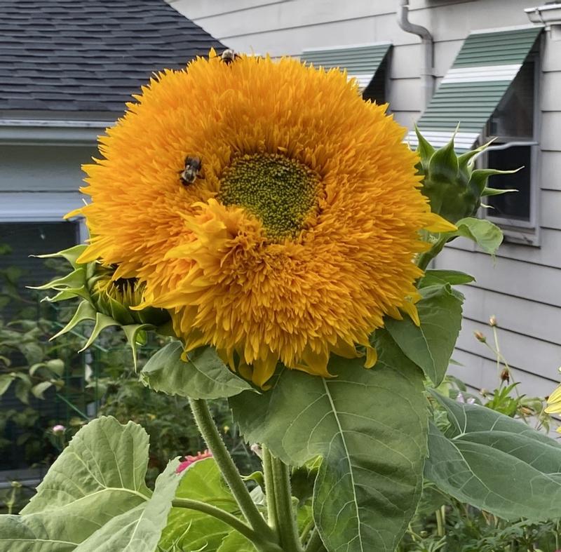 Yellow Honey Bear Flower Seeds for Planting – Heirloom Non-GMO Garden Seeds