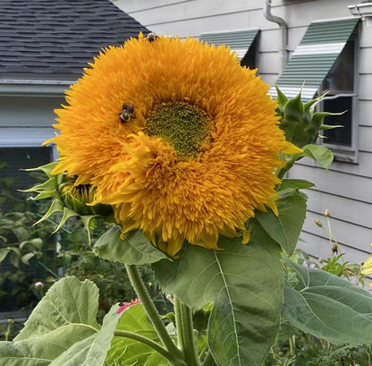 Yellow Honey Bear Flower Seeds for Planting – Heirloom Non-GMO Garden Seeds