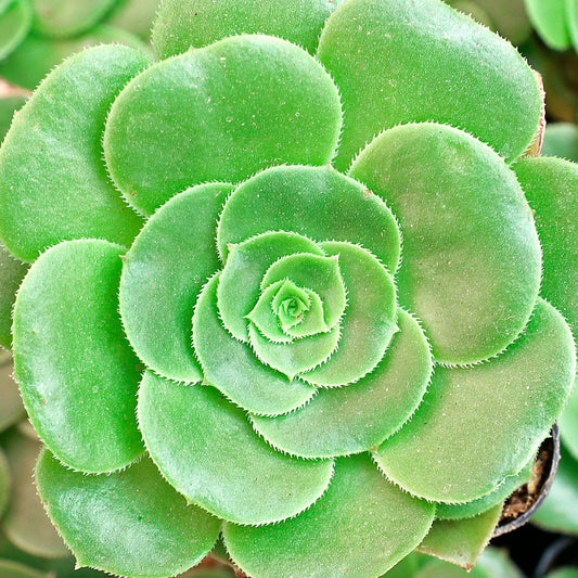 Aeonium Undulatum flower seeds