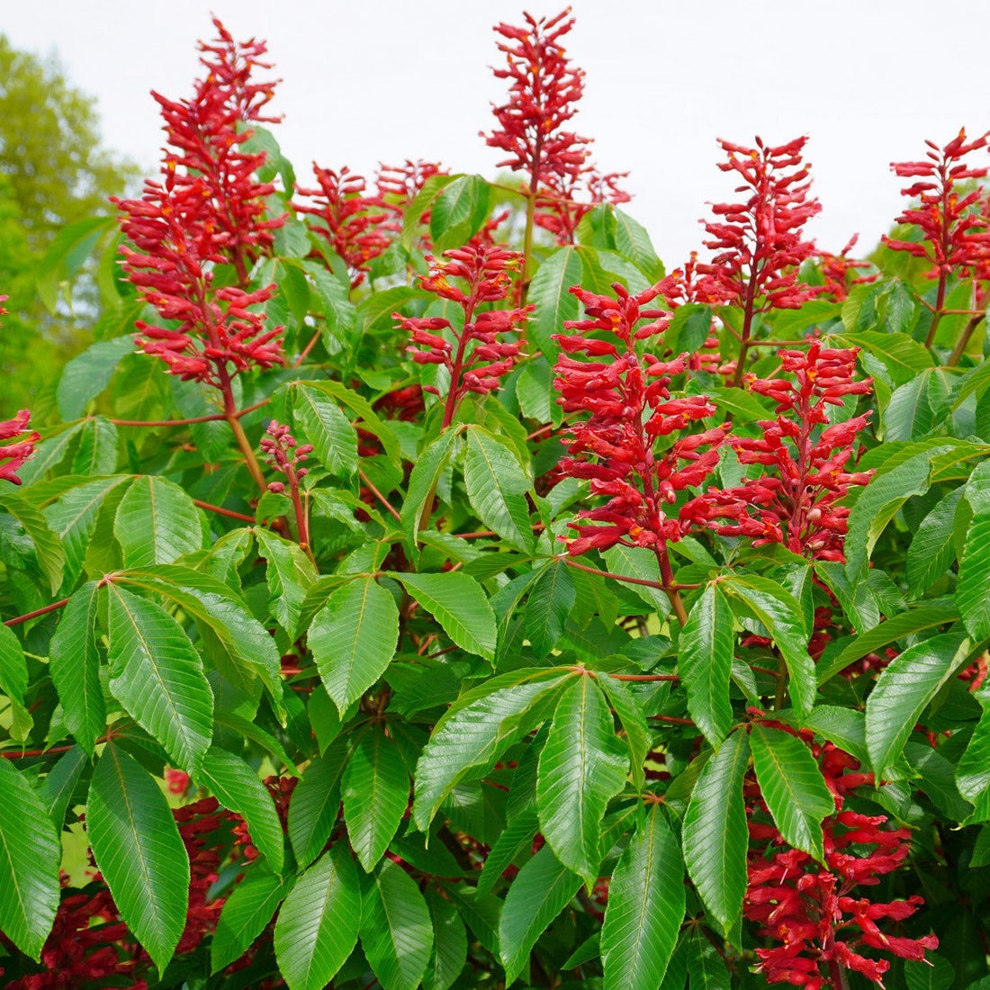 Aesculus Pavia flower seeds