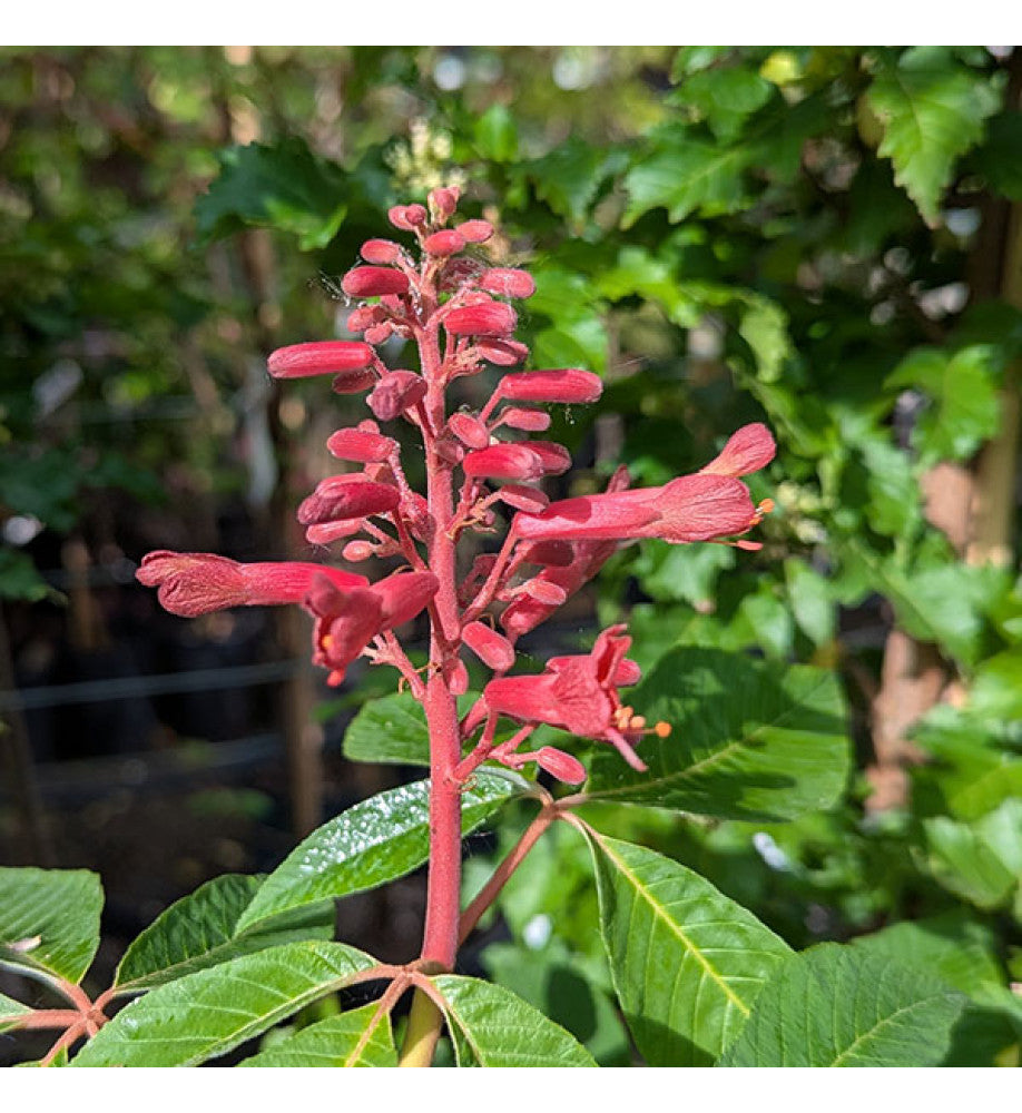 Aesculus Pavia flower seeds