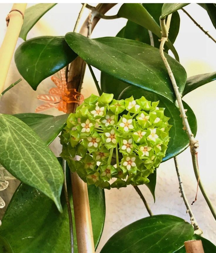 Green Red flower seeds