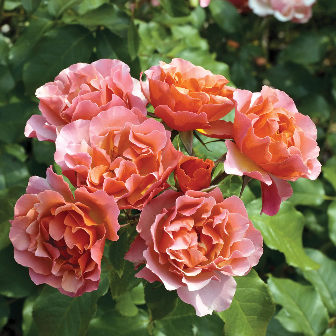 Supreme Rose flower seeds
