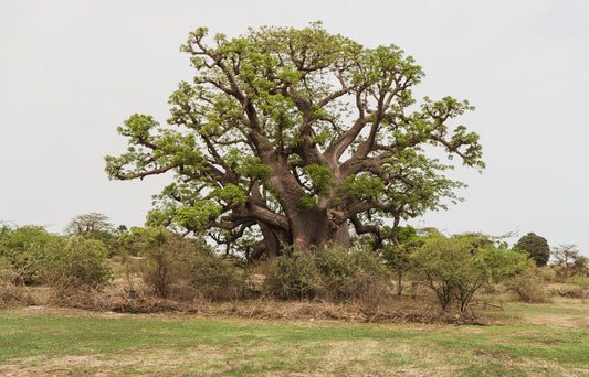 african baobab seeds