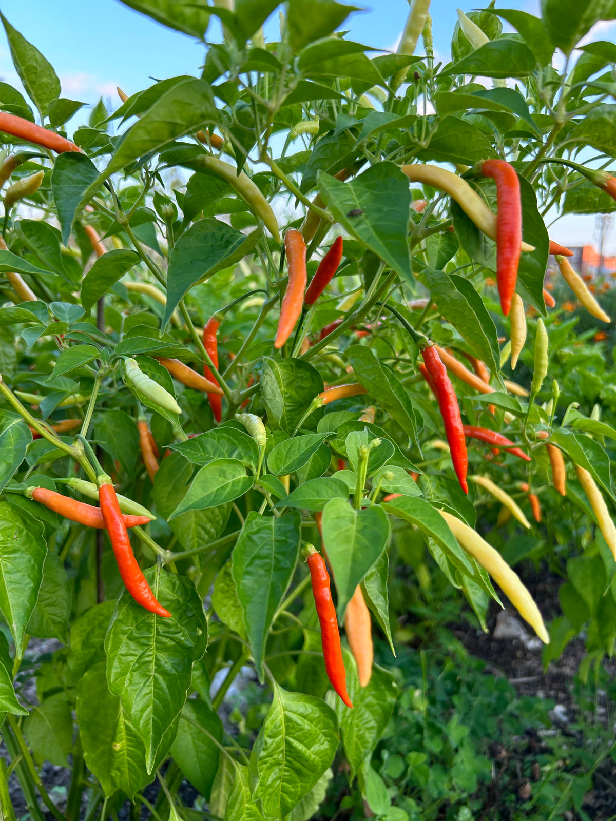 Piri piri pepper plant with slender green and red hot chili peppers growing among green leaves in a home vegetable garden.
