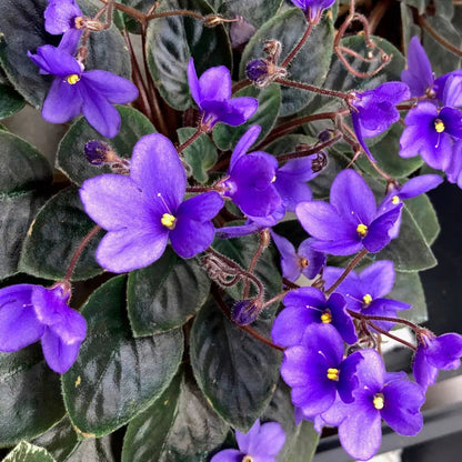 African Violet flower seeds