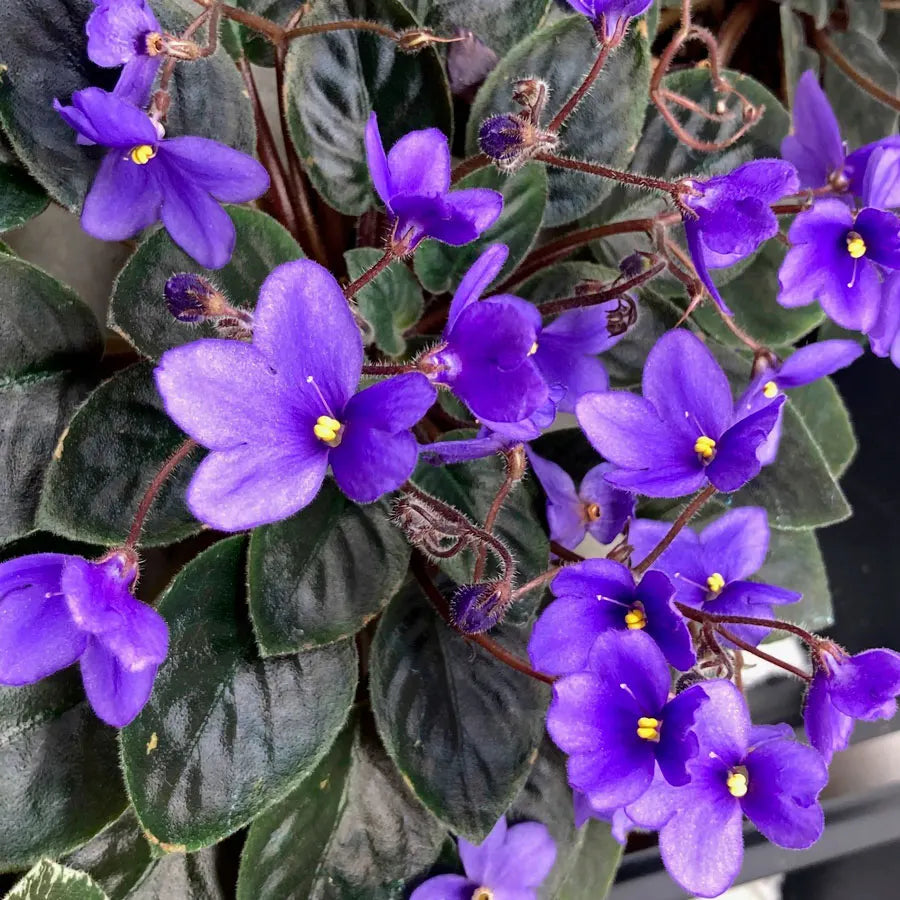 Saintpaulia flower seeds