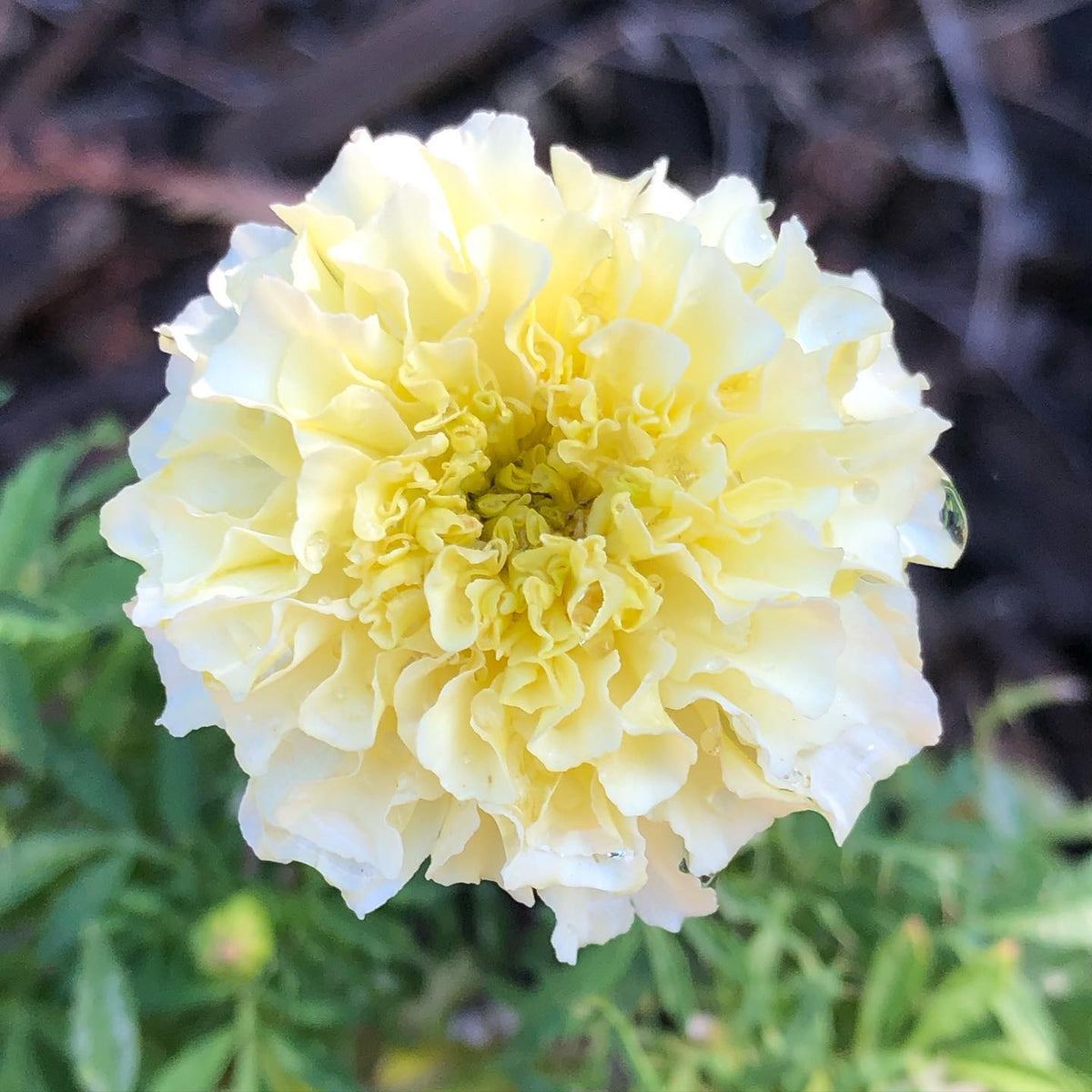 African White Marigold plant