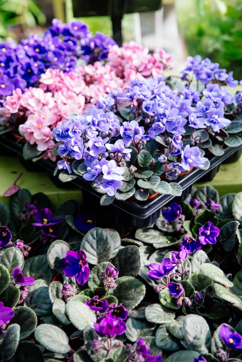African Saintpaulia flower seeds