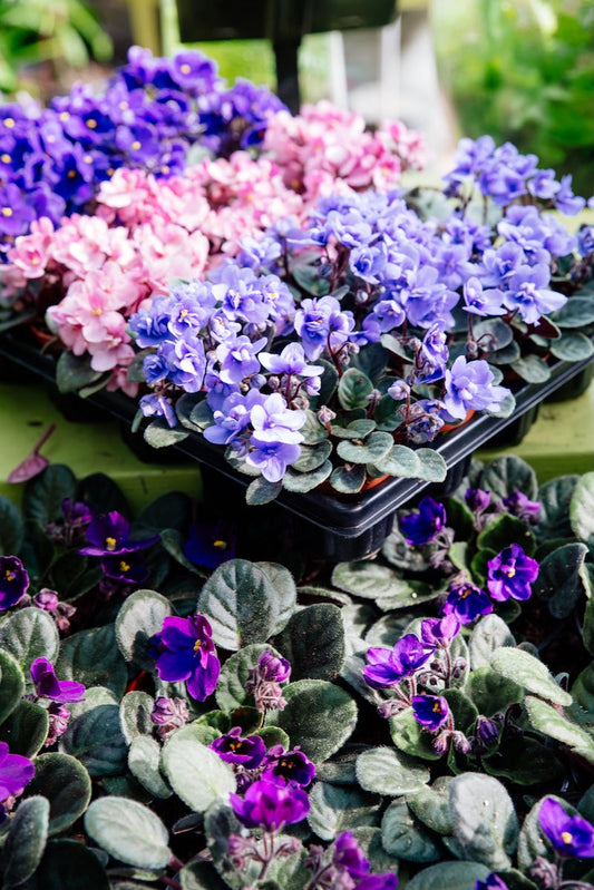 African Saintpaulia flower seeds
