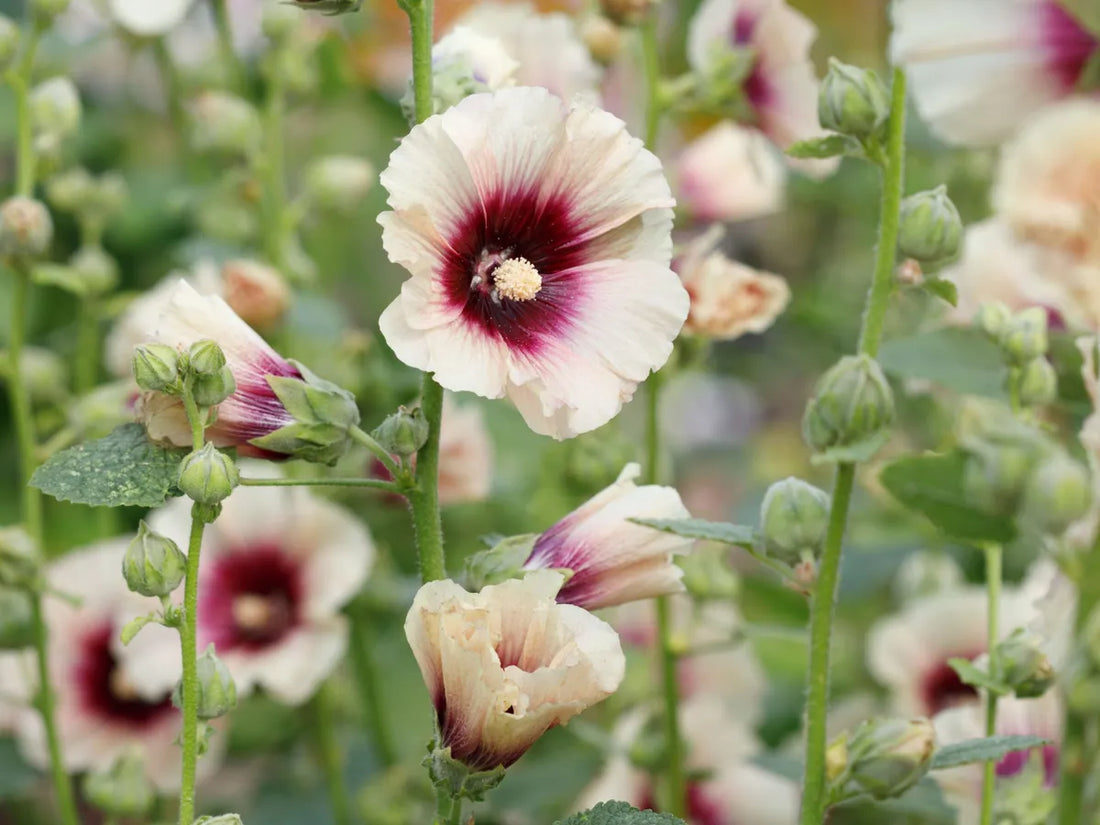 Hollyhock flower seeds