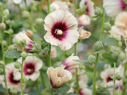 Hollyhock flower seeds