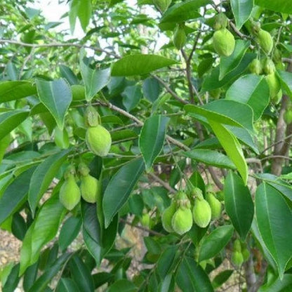 Agarwood Plant Seeds for Planting – Aquilaria Tree Seeds