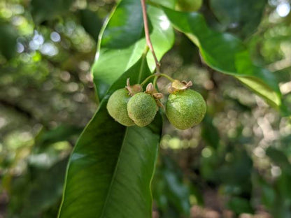 Agarwood Tree Seeds for Planting – Aquilaria malaccensis tropical tree