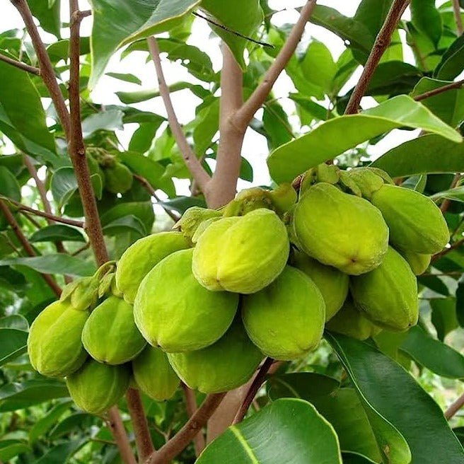 Agarwood Plant Seeds for Planting – Aquilaria Tree Seeds