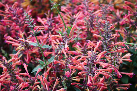 Mixed Agastache Flower Seeds for Planting – Heirloom Non-GMO Garden Seeds