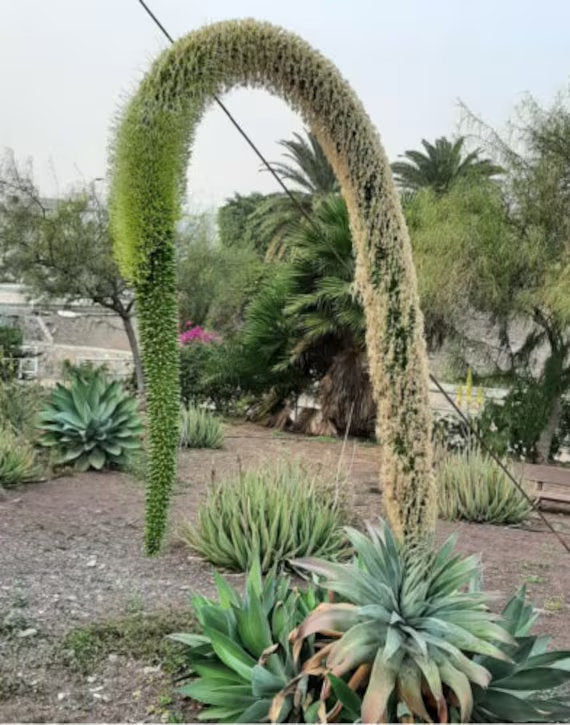 Swan’s Neck Agave (Agave attenuata) with a graceful rosette of broad green leaves and a distinctive curved flower stalk in an ornamental succulent garden.