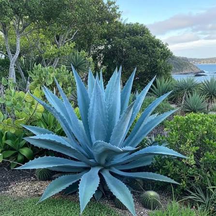 Mature Agave Kerchovei Rosette in Garden
