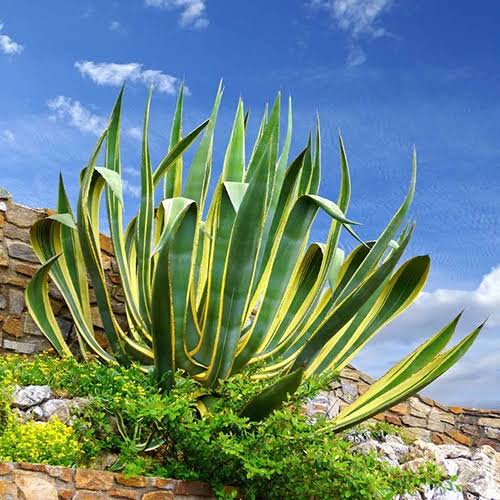 Agave Stricta Succulent Growing in Container 