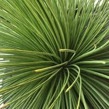 Agave Stricta Succulent Growing in Container