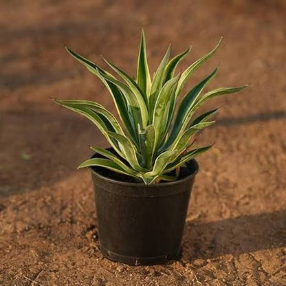 Agave Stricta Succulent Growing in Container