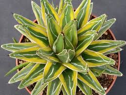  Young Agave Victoriae Seedlings Growing in Container 