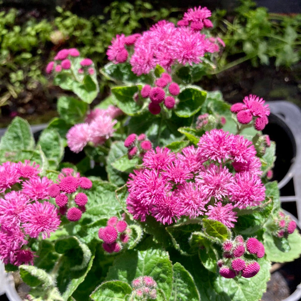 Rose Ageratum flower seeds