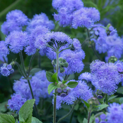 Ageratum flower seeds