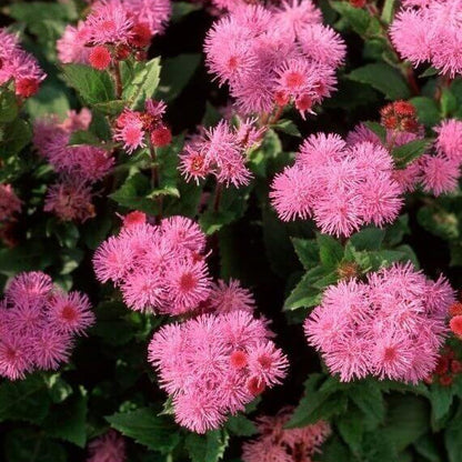 Rose Ageratum plant